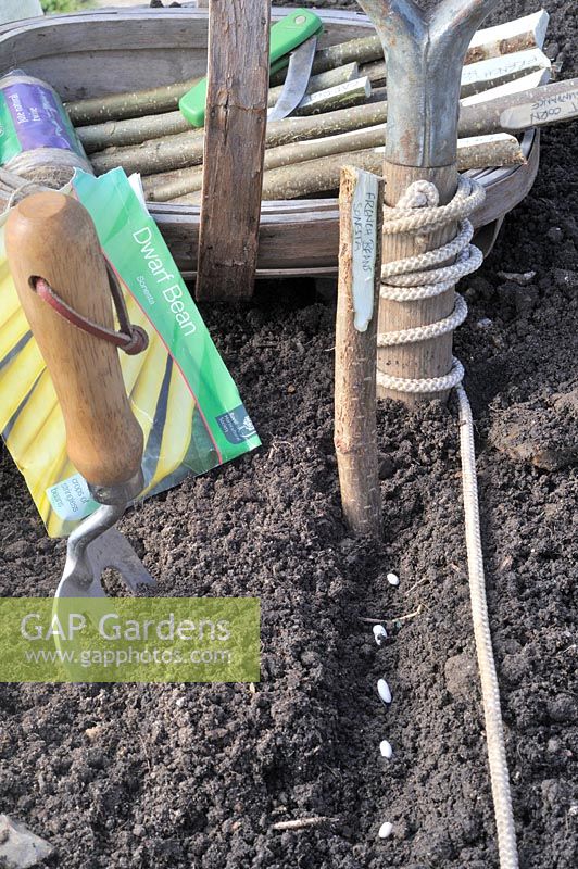 Sowing seeds, garden line, bean seed in drill with wooden trug and garden items, UK, May