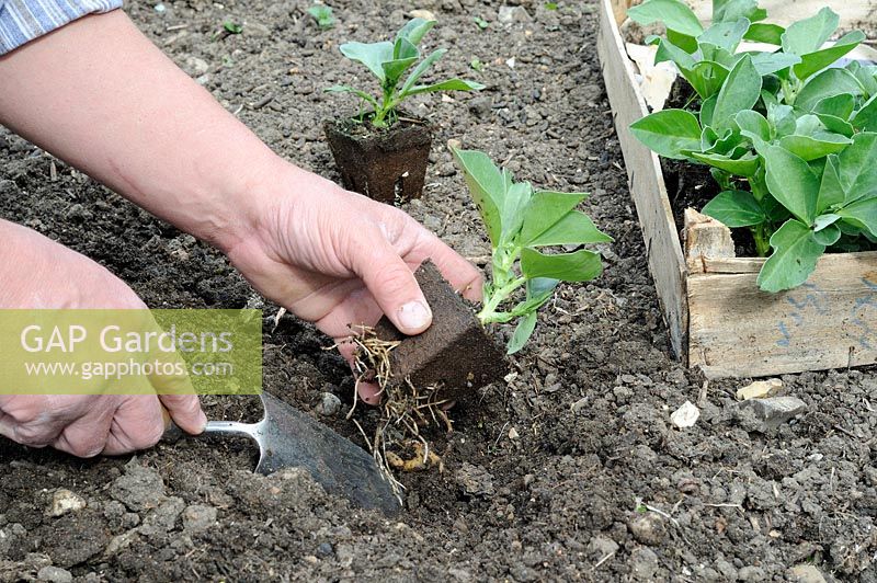 Planting out Broad bean plants, plants grown in peat pots, UK, April