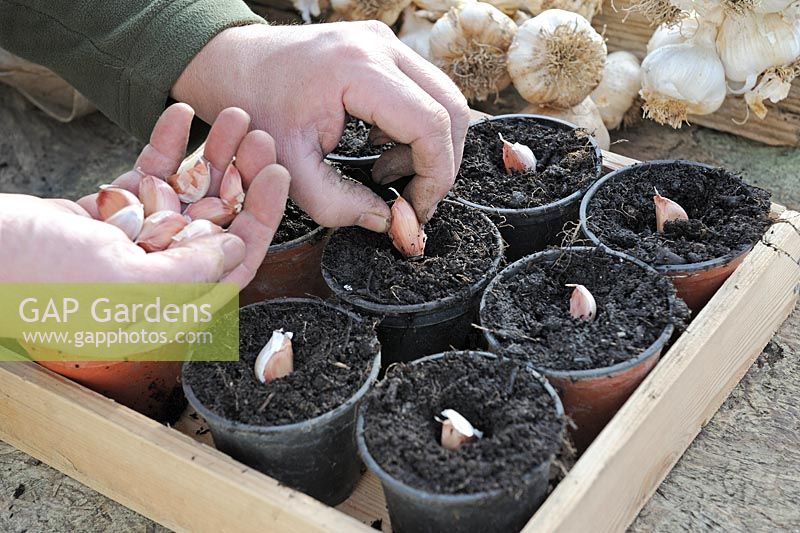 Planting garlic in greenhouse in pots, showing gardeners hands planting cloves, Norfolk, UK, December