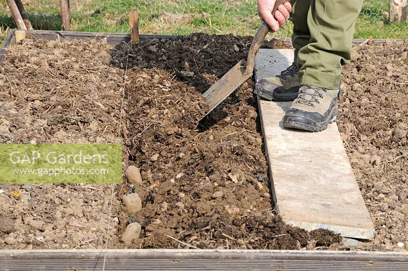 Planting early Potatoes, 'Charlotte', in raised beds. Gardener filling in trench with spade, standing on board to prevent soil being compacted, Norfolk, UK, March