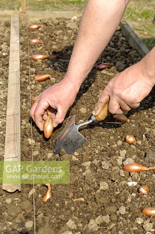 Planting Shallots, french type, 'Longor', using trowel and measuring stick, Norfolk, UK, March