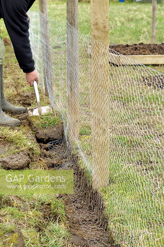 Erecting rabbit proof fence around allotment, UK