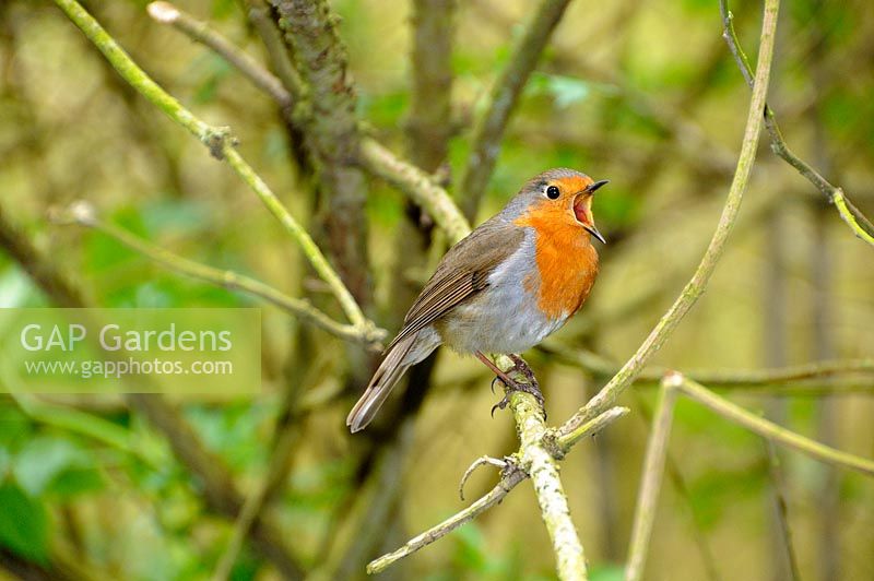 Garden bird, Robin, singing in springtime, UK, May