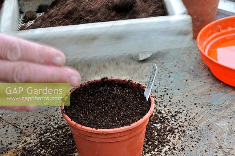 Sowing lettuce seed, 'Little Gem' sieving soil into 9cm plastic pot, UK, April