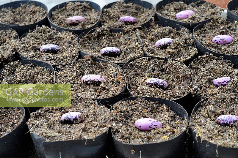 Red flowered runner bean seed in biodegradable pots, UK April.