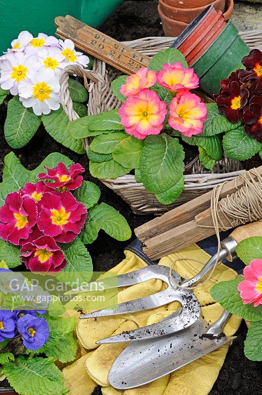 Rustic springtime gardening scene with primroses and gardening items, UK, February