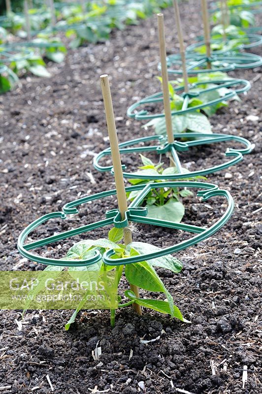 Dwarf french beans, 'Sungold', planted out in large kitchen garden with plastic plant supports, UK, June