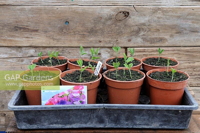 Sweet pea seedlings in 90cm pots, Norfolk, UK March