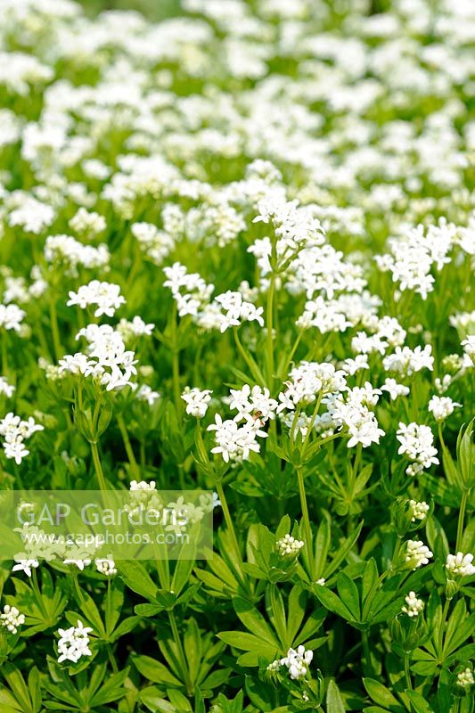 Galium oderatum - Sweet Woodruff, Norfolk, England, April