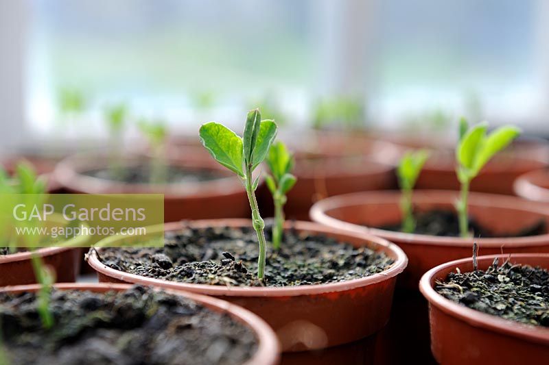 Sweet pea seedlings in 90cm plastic pots, Norfolk, Uk, March