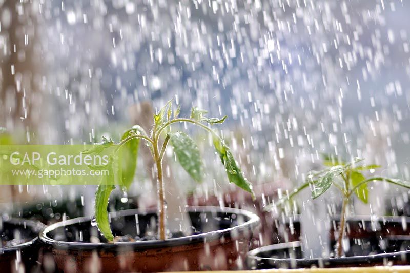 Greenhouse raised Tomato seedlings being watered, UK March