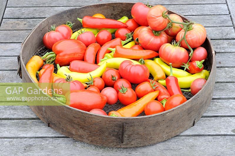 Traditional garden sieve with collection of tomatoes and chillies, UK, August