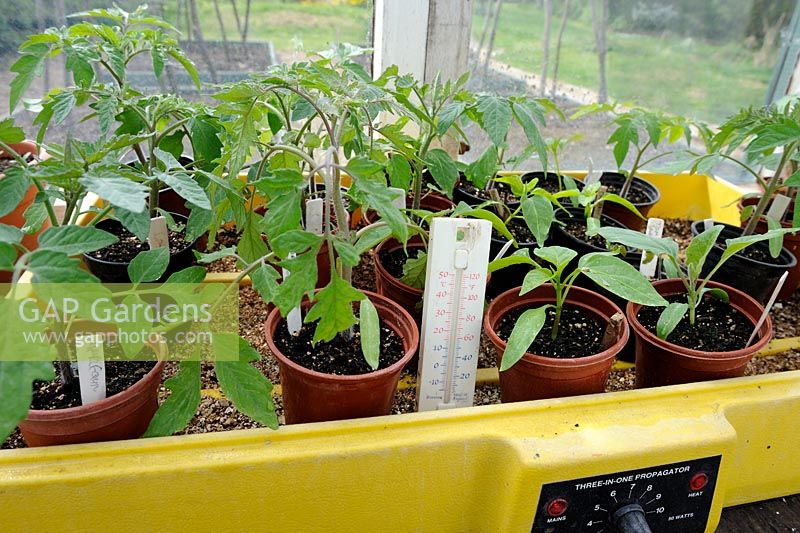 Tomato plants in electric propagator with thermometer, Norfolk, England, April