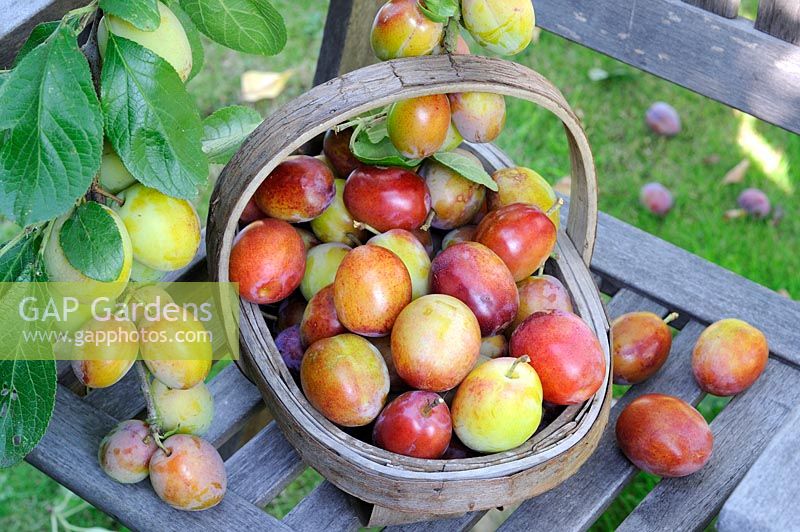 Garden soft fruit, Victoria Plums, ripe fruit in wooden trug on garden chair under tree, Uk, August