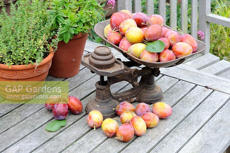 Garden soft fruit, Victoria Plums, ripe fruit in traditional kitchen scales on garden table, Uk, August
