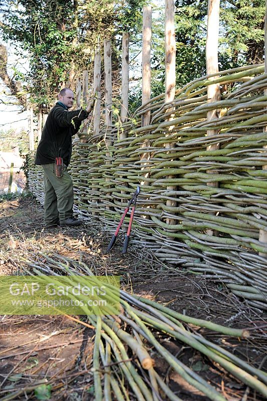 Man constructing traditional willow-weave fence, Norfolk, UK, March