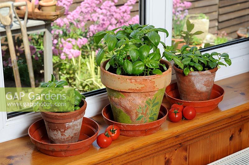 Pots of culinary basil and ripening tomatoes on conservatory windowsill, UK, June