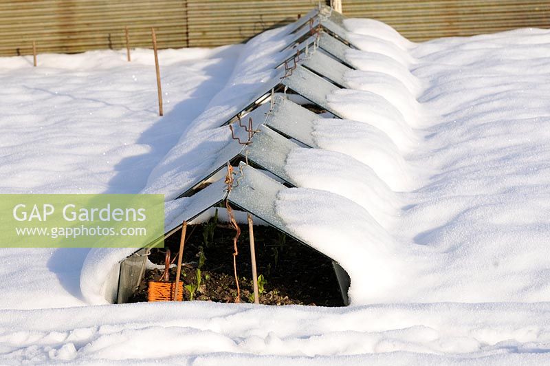 Snow covered Glass cloches on allotment protecting Autumn sown broad beans, Norfolk, UK, December