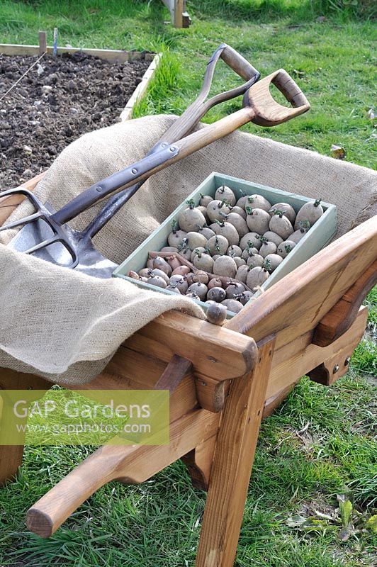 Planting potatoes, traditional wooden wheelbarrow with tray of early potatoes ready for planting and garden tools, Norfolk, UK, April