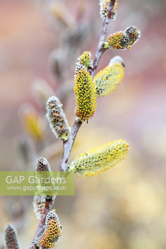 Salix irrorata catkins in Spring