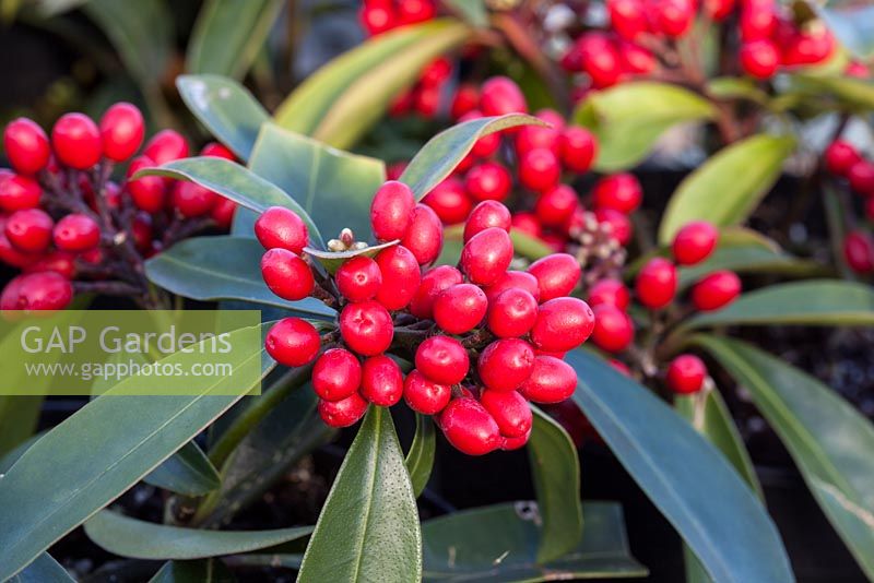 Skimmia japonica subsp. reevesiana in Autumn