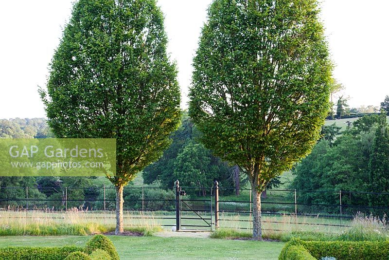 Carpinus betulus 'Fastigiata'. Country garden with Fastigated Hornbeam trees, boundary between garden and countryside, post and rail metal fencing with small gate