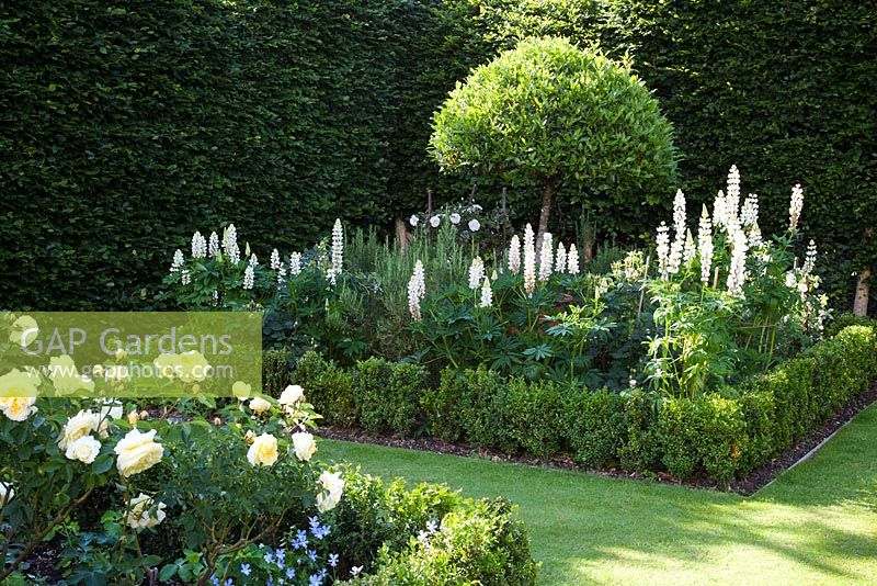 Formal Rose garden, square Box bed, standard Virburnum tinus planted in a terracotta pot, underplanted with Lupinus 'Noble Maiden' and white roses, 'Alba Maxima', 'Stanwell Perpetual'