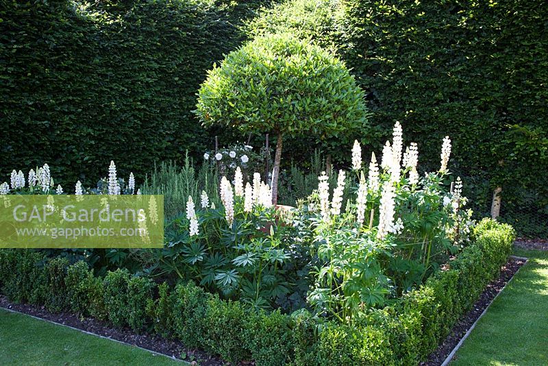 Formal Rose garden, square Box bed, standard Virburnum tinus planted in a terracotta pot, underplanted with Lupinus 'Noble Maiden' and white roses, 'Alba Maxima', 'Stanwell Perpetual' - Summer