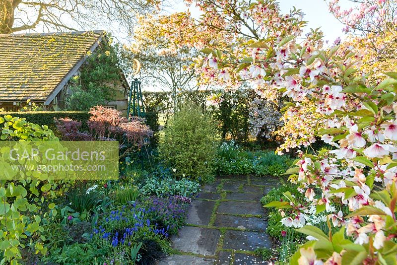Early morning light shines on cherry blossom, in Alice's Garden at Wollerton Old Hall Garden, Shropshire, photographed in April. Other trees and plants include: Amelanchier lamarckii, Magnolia, Cercidiphyllum japonicum, tulips, Muscari and Pulmonaria