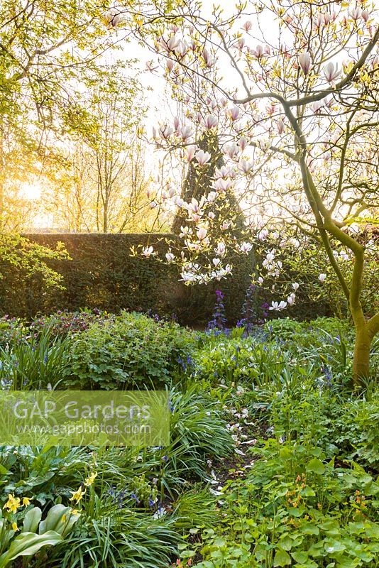 The light of an April dawn shines on the magnolia blosssom in The Shade Garden at Wollerton Old Hall Garden, Shropshire. Other plants include: Erythroniums, Hellebores and bluebells