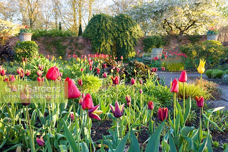 Tulips and emerging herbaceous perennials in April dawn light in the Lanhydrock Garden at Wollerton Old Hall Garden, Shropshire