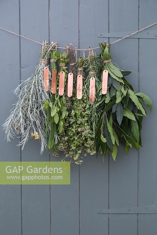 Punched Labels. Bunches of herbs hung to dry, with copper plant labels attached