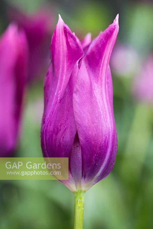 Tulipa 'Burgundy'