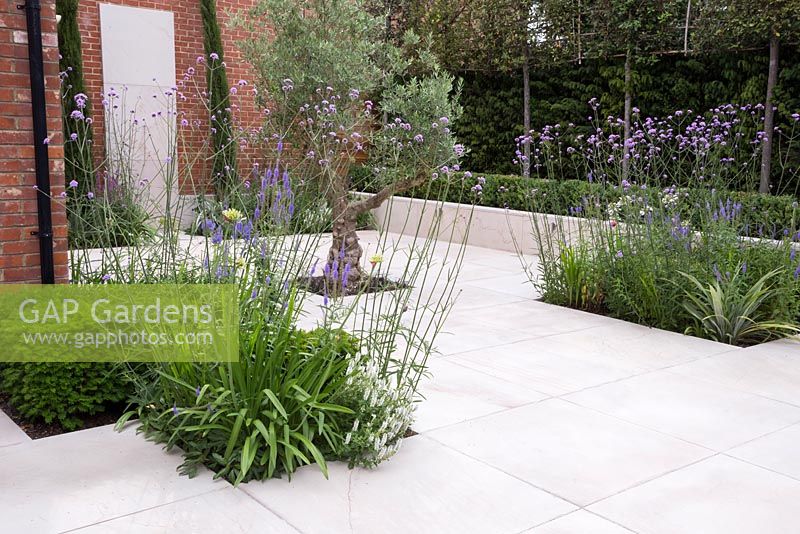 Sandstone patio featuring sunken planting of an established Olive tree, Verbena bonariensis, Veronica, Agapanthus and Taxus cubes