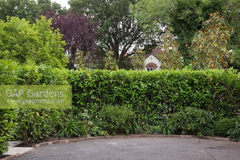 View of the private parking area concealed by a Laurel hedge and herbaceous border