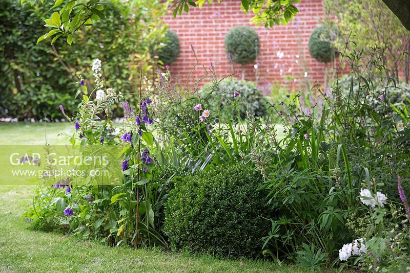 Herbaceous border featuring Campanula persicifolia and Buxus sempervirens dome