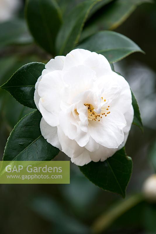 Camellia japonica 'Hakurakuten', AGM. Syn, 'Wisley White'