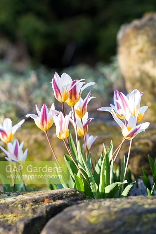 Tulipa kaufmanniana - Early flowering tulips