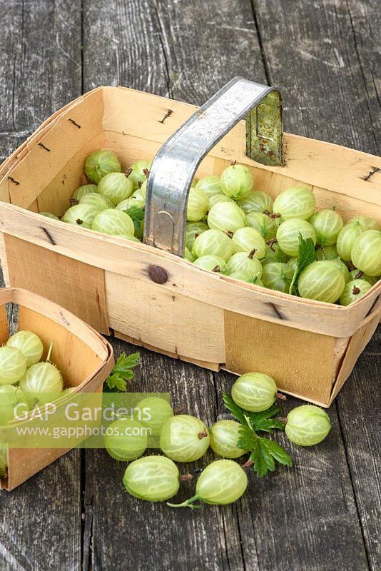 Gooseberries in punnets and loose  - Ribes uva-crispa