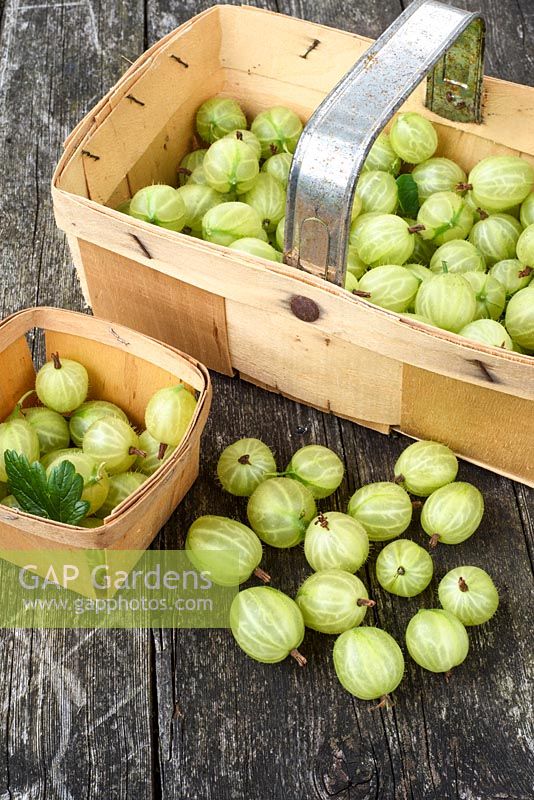 Gooseberries in punnets and loose  - Ribes uva-crispa
