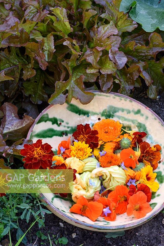 Freshly picked edible flowers in pottery colander inc tagetes, nasturiums, marigolds and courgette flowers