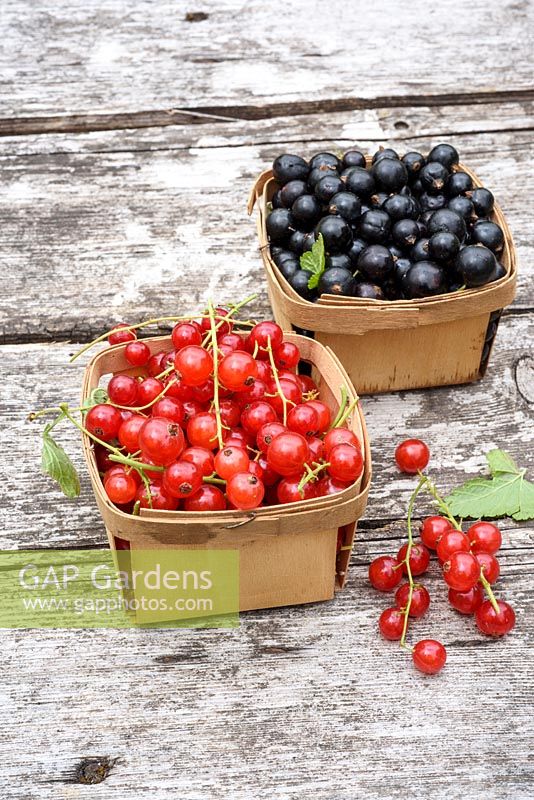 Red and blackcurrants in punnets