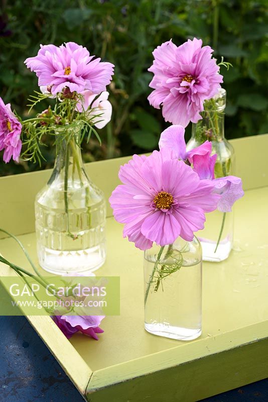 Cosmos bipinnatus 'Double Click' and lathyrus odorata displayed in glass bottles