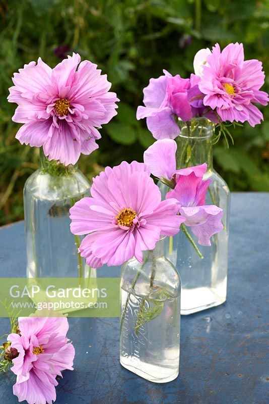 Cosmos bipinnatus 'Double Click' and Lathyrus odorata displayed in glass bottles