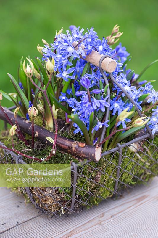 Display of Chionodoxa sardensis and Moss in a wicker basket