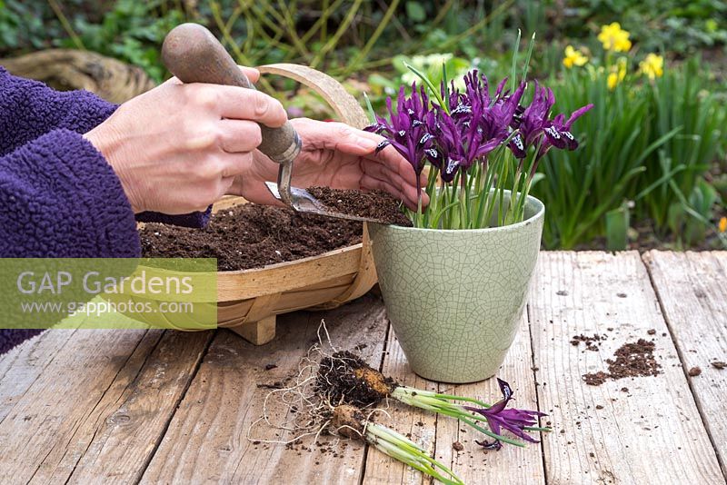 Planting Iris reticulata 'Pauline' in a green container
