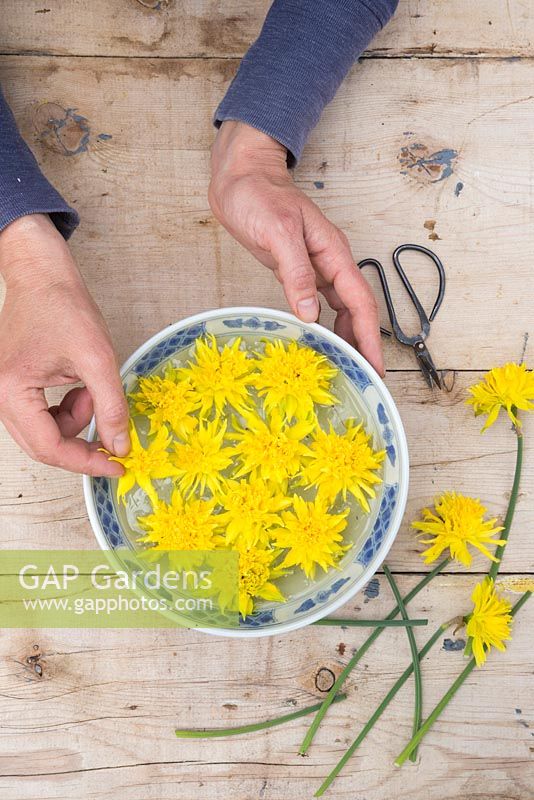 Placing Narcissus 'Rip Van Winkle' flower heads in a bowl of water