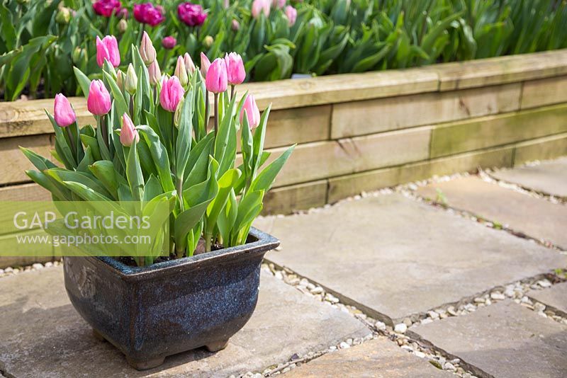 Tuliap 'Aafke' in blue glazed container