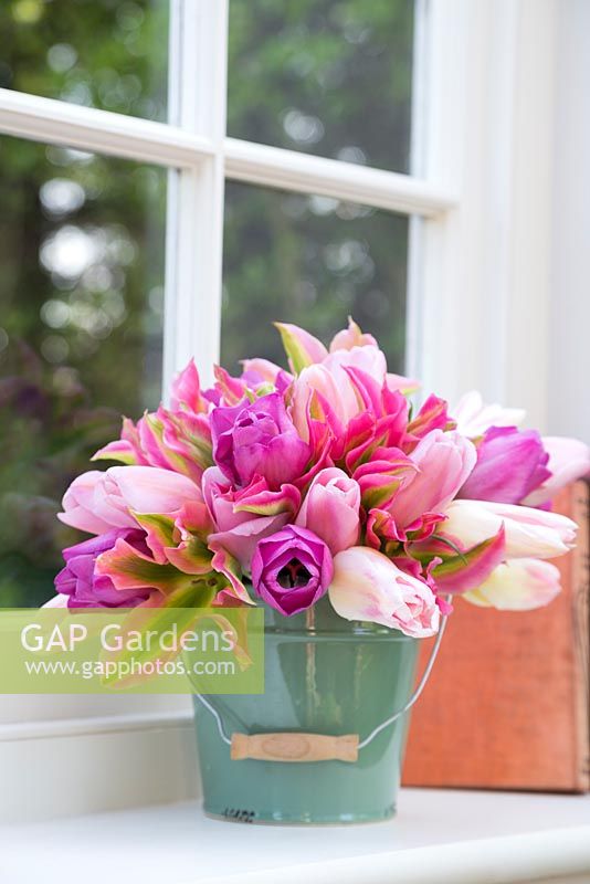 Tulipa 'Floriosa', Attila', Holland Chic' and 'Rosalie' in a green bucket on windowsill