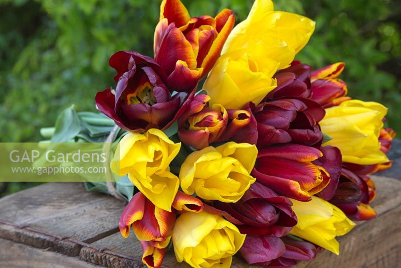Bouquet of Tulipa 'Queen of Night' , 'Seattle' and 'Abu Hassan' on wooden crate